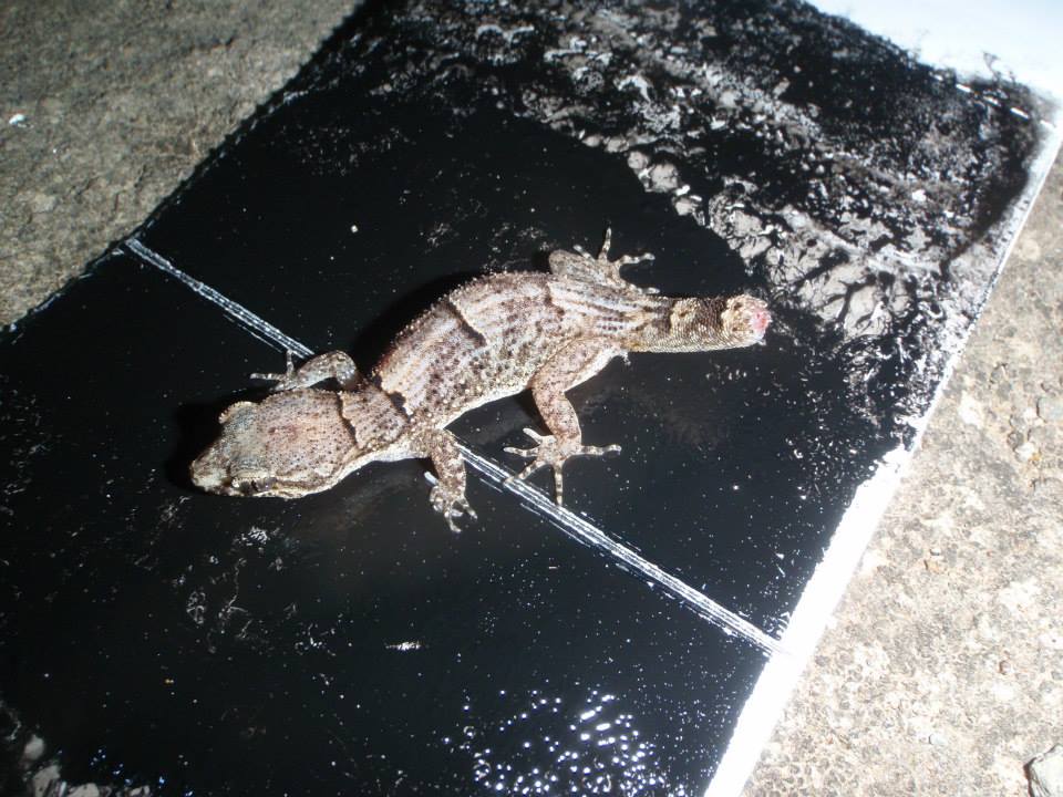 Durrells night gecko