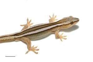 goldstripe gecko